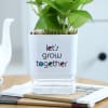 Shop Money Plant With Self-Watering Planter