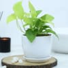 Money Plant With White Planter And Plate Online