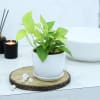 Gift Money Plant With White Planter And Plate