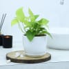 Buy Money Plant With White Planter And Plate