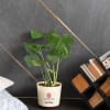 Monstera Deliciosa Plant Customized with logo and Name Online