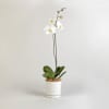 Moth Orchid Online