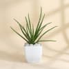 Gift Mother's Day Aloe Vera Plant With Planter
