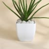 Shop Mother's Day Aloe Vera Plant With Planter