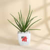 Mother's Day Aloe Vera Plant With Planter Online
