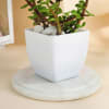 Shop Mother's Day Best Mom Ever Jade Plant With Pot