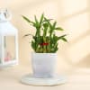 Buy Mother's Day Best Mom Ever Lucky Bamboo Plant