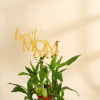 Shop Mother's Day Best Mom Ever Lucky Bamboo Plant