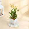Mother's Day Best Mom Ever Lucky Bamboo Plant Online