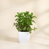 Gift Mother's Day Cool Mint Plant