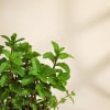 Buy Mother's Day Cool Mint Plant