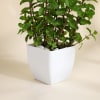 Shop Mother's Day Cool Mint Plant