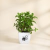 Mother's Day Cool Mint Plant Online