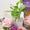 Buy Mother's Day Green Bliss And Gourmet Delights