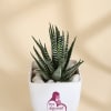 Buy Mother's Day Haworthia Plant With Ceramic Planter