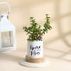 Mother's Day Jade Plant With Pot Online