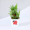 Gift Mother's Day Lucky Bamboo Plant with Plastic Pot