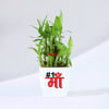 Buy Mother's Day Lucky Bamboo Plant with Plastic Pot