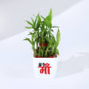 Shop Mother's Day Lucky Bamboo Plant with Plastic Pot