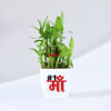 Mother's Day Lucky Bamboo Plant with Plastic Pot Online