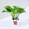 Gift Mother's Day Money Plant With Plastic Pot