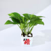 Shop Mother's Day Money Plant With Plastic Pot