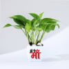Mother's Day Money Plant With Plastic Pot Online