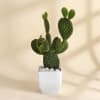Gift Mother's Day Rabbit Cactus with Planter