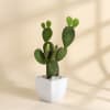 Buy Mother's Day Rabbit Cactus with Planter