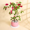 Gift Mother's Day Special Bougainvillea Bonsai