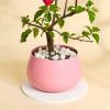 Buy Mother's Day Special Bougainvillea Bonsai