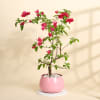 Mother's Day Special Bougainvillea Bonsai Online