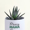 Buy Mothers Day Glorious Haworthia With Planter