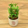 Gift Mothers Day Special Two Layer Lucky Bamboo In Ceramic Pot (Moderate Sunlight/Less Water)