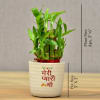 Buy Mothers Day Special Two Layer Lucky Bamboo In Ceramic Pot (Moderate Sunlight/Less Water)