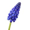 Muscari Big Smile (Bunch of 10) Online