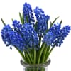 Muscari Blue (Bunch of 10) Online