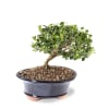 Natal Plum Potted Bonsai Online