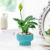 Gift National Day Tranquil Unity Lily Planter