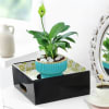 Buy National Day Tranquil Unity Lily Planter