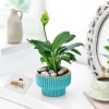 National Day Tranquil Unity Lily Planter Online