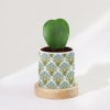 Nature's Artistry - Hoya Heart Plant With Pot Online