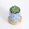 Buy Nature's Treasure - Echeveria Succulent With Pot