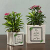 New Year Ceramic Planters Online