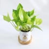 Buy New Year Mantra - Money Plant With Personalized Pot