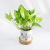 Shop New Year Mantra - Money Plant With Personalized Pot