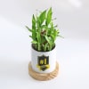 Buy No. 1 Boss - 2 Layer Bamboo Plant With Planter