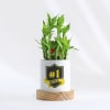 Shop No. 1 Boss - 2 Layer Bamboo Plant With Planter