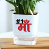 Shop No 1 Ma - Peacelily Plant With Self Watering Planter