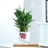 No 1 Ma - Peacelily Plant With Self Watering Planter Online
